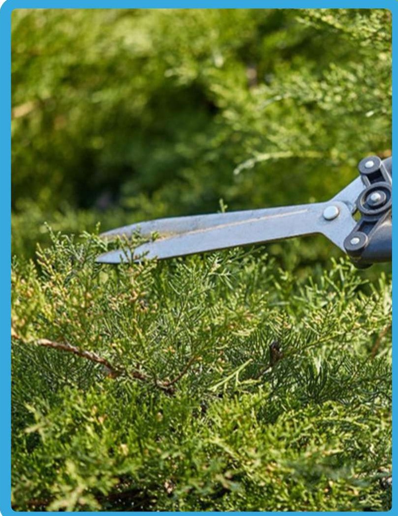 Professional landscaper trimming lush green hedges and maintaining sustainable outdoor compounds